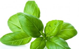 Basil-25g