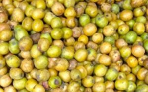 Choerospondias axillaris (लप्सी)-500g