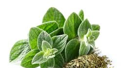 Oregano (50g)